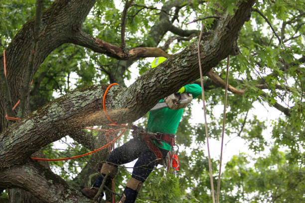 How Our Tree Care Process Works  in  Jackson, KY